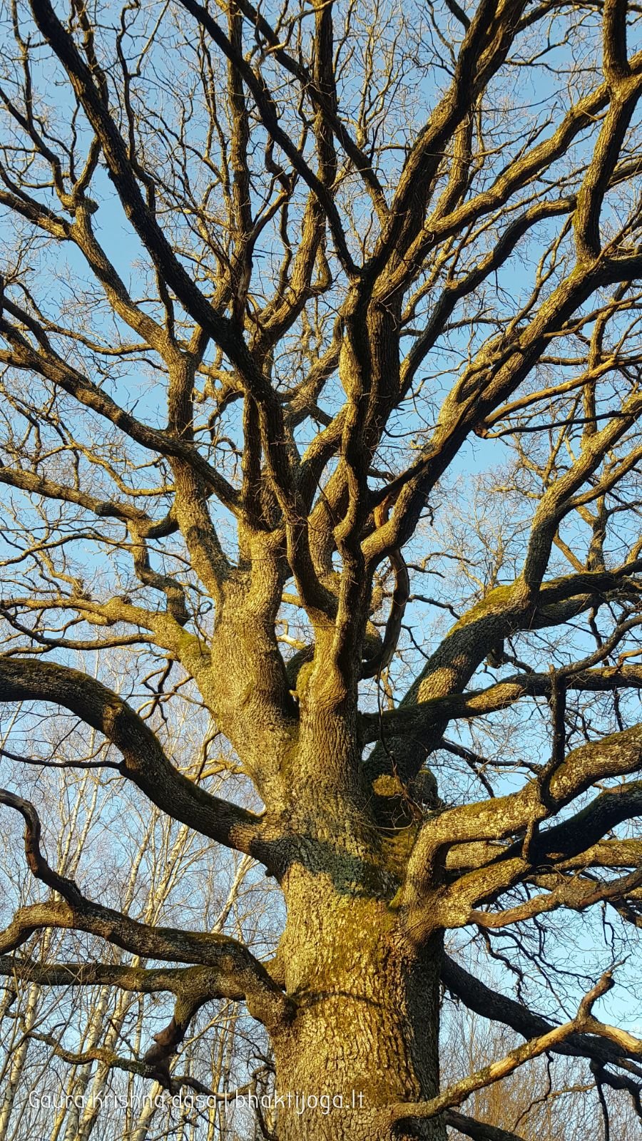 13 pavasari ismintinga gamta stiebiasi maksimaliai i virsu sakalu  kaimas 2020 04 19